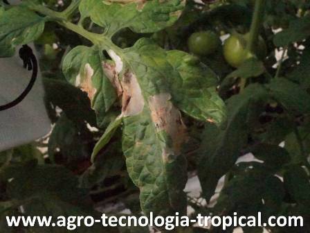 Las ventanas se producen cuando la palomilla come el mesofilo 